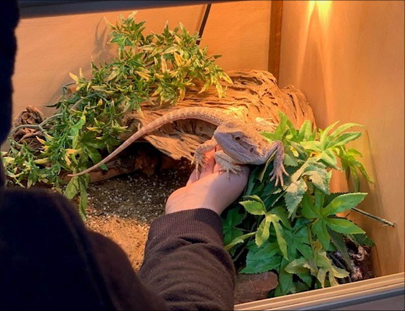 Handling Bearded Dragon Pinkoddy S Blog