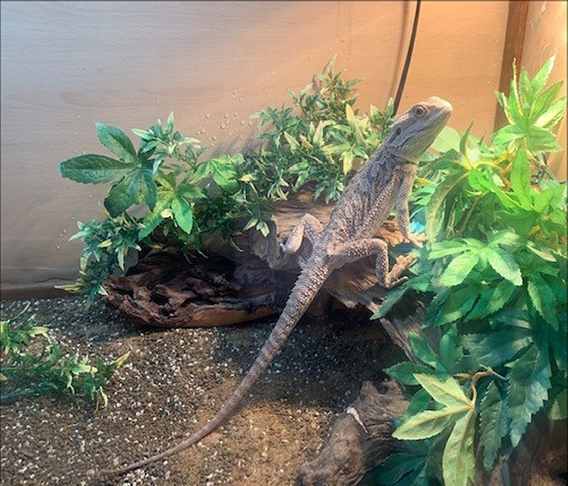 how-to-care-for-a-bearded-dragon-pinkoddy-s-blog