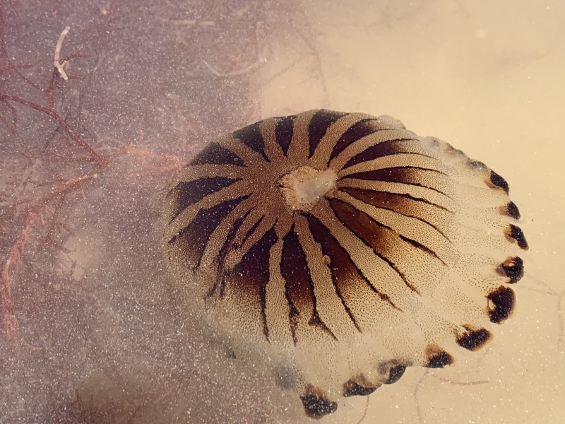 compass jellyfish Pinkoddy's Blog