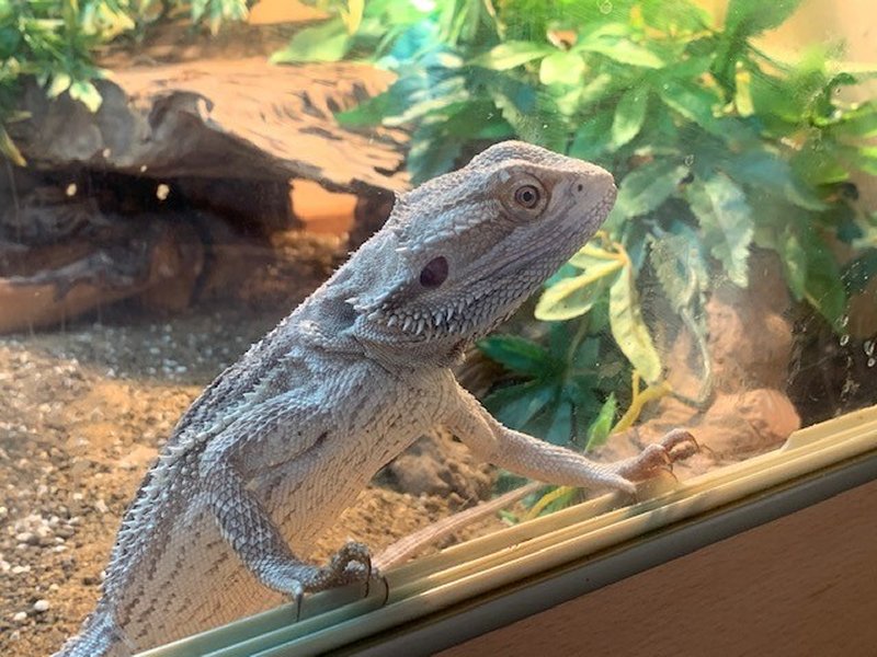 How to Care for a Bearded Dragon | Pinkoddy's Blog